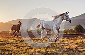 White Arabian horse running on grass field another brown one behind, afternoon sun shines in background