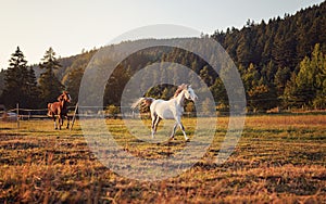 White Arabian horse running on grass field another brown one behind, forest in background