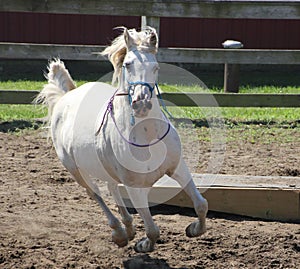 White Arabian horse running at liberty