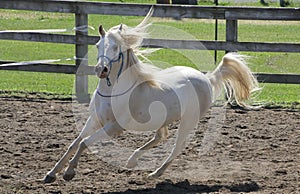 White Arabian horse running at liberty outdoors