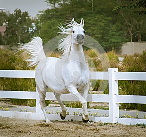 White Arabian horse running in a paddock