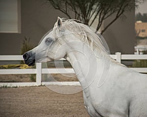 White Arabian horse side face