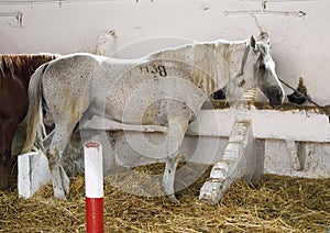 White Arabian horse in the stable