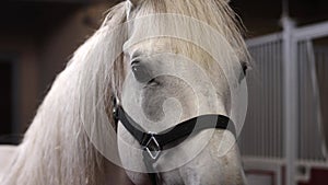 White Arabian horse at the stables closeup portrait