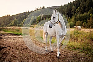 White arabian horse standing on farm ground, blurred meadow and forest background