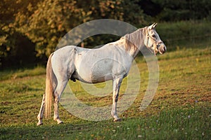 White Arabian horse standing on green field, view from side