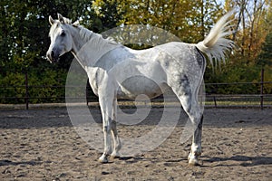 White Arabian horse standing in a paddock