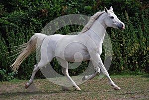 White arabian horse in trot