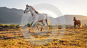 White Arabian horse walking on grass field another brown one behind, afternoon sun shines in background