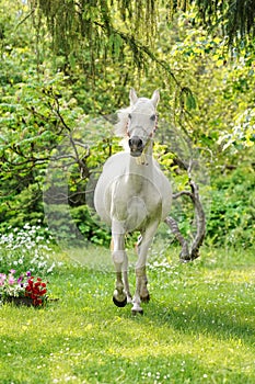 White Arabian horse walking towards camera, green grass and trees garden around