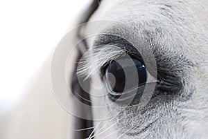 White arabian horses eye