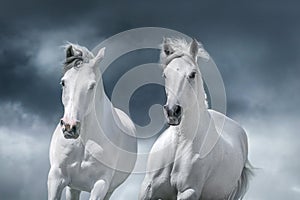 White arabian horses portrait