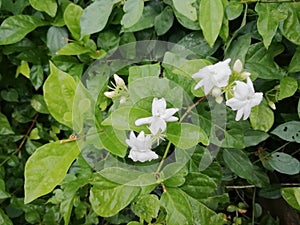 White Arabian jasmine in the garden. Beautiful nature