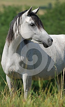 White arabian mare