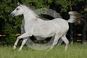 White arabian mare