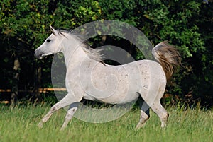 White arabian mare