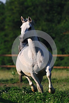 White arabian mare