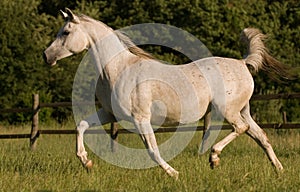 White arabian mare