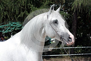 White arabian stallion photo