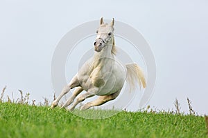 White Arabian stallion.