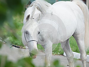 White arabian stallion