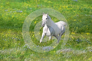 White arabian stallion free run