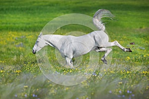White arabian stallion free run
