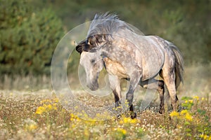 White arabian stallion with long mane