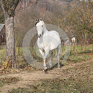 White arabian stallion running