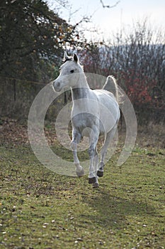 White arabian stallion running