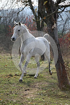 White arabian stallion running