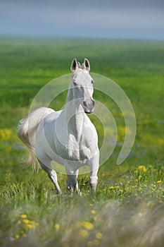 White arabian stallion trotting