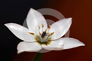 White Arabicum flower