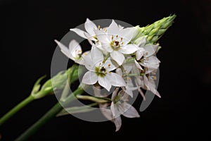 White Arabicum flowers