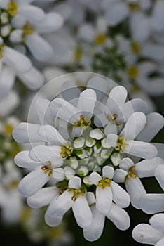 White arabis caucasica flowers