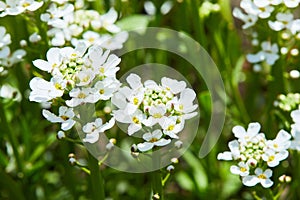 White arabis caucasica flowers growing in the garden