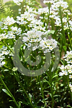 White arabis caucasica flowers growing in the garden