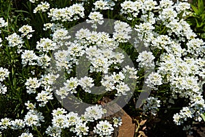 White arabis caucasica flowers growing in the garden