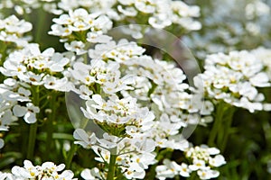 White arabis caucasica flowers growing in the garden