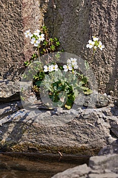 White Arabis caucasica flowers growing on a rocky ground