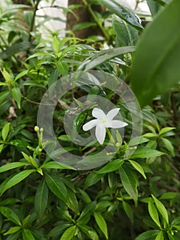 White Araliya flower in Sri Lanka photo