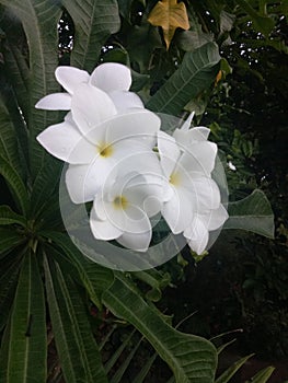 White Araliya Flowers - Sri lanka photo
