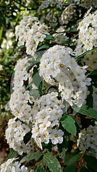 White arbustive spring flower, spirea. Spirea vanhouttei. photo