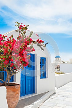 White architecture and pink flowers in Santorini island, Greece