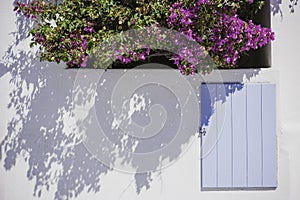White architecture on Santorini island, Greece. Blue window shutter and pink flowers on the facade
