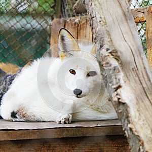 White arctic fox animal portrait