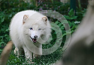 White arctic fox close up portrait
