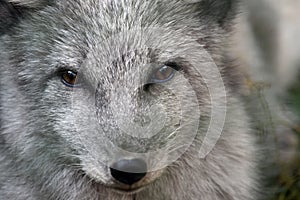 White Arctic Fox Head Close Up Portrait