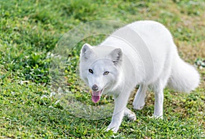 White Arctic Fox Out-of-Breath Stirring at You