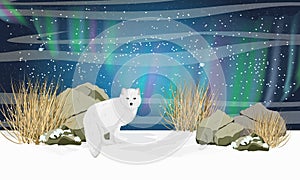 White arctic fox in the snow. Stones, dry grass and the northern lights in the sky